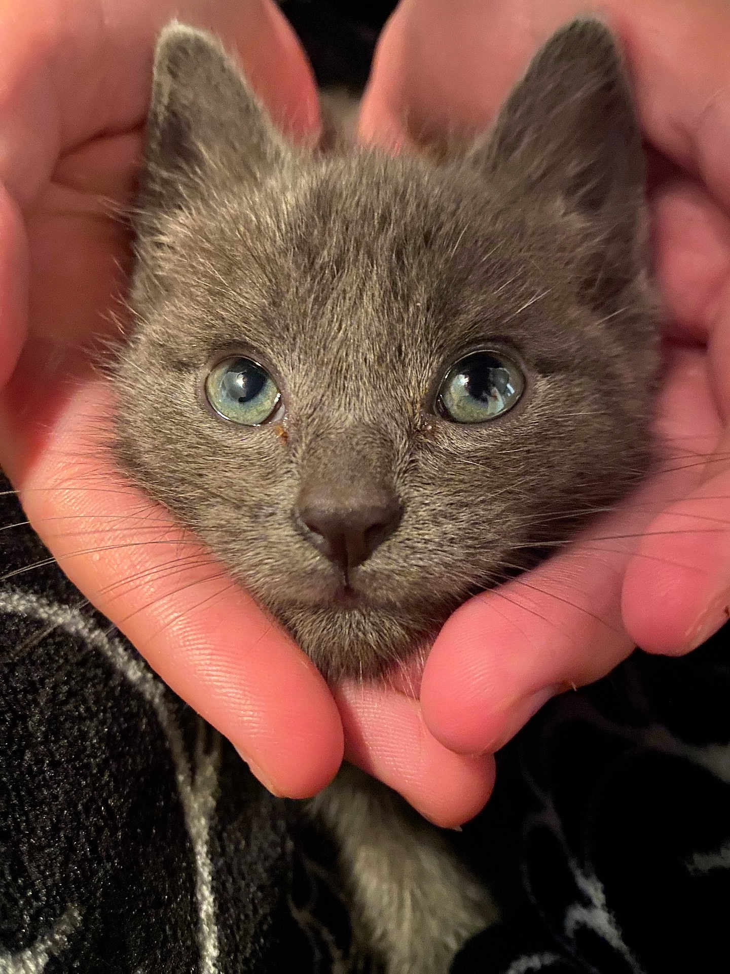 Ziggy joined the competition — help win amazing prizes! kitten, cat, gray_cat, blue_eyes, close_up, hands, pet, animal, furry, cute, domestic_cat, whiskers, soft_fur, face, portrait, mammal, feline, young, indoor, cozy