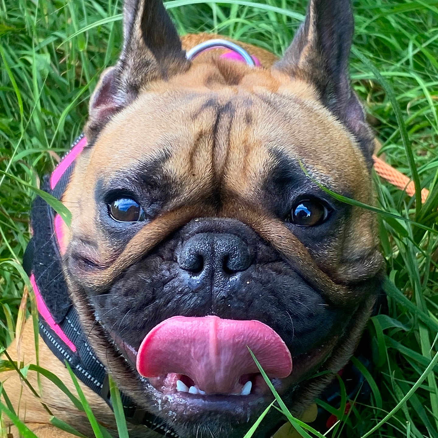 Rosalie