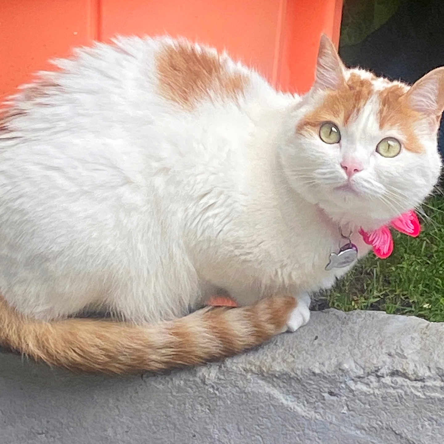 Nala a rejoint le concours — aidez-le/la à gagner de superbes lots ! abyssinian, angora, animal, cat, face, grass, jar, kitten, manx, person, pet, plant, planter, pottedplant, pottery, rock, siamese, slate, sleeping, vase