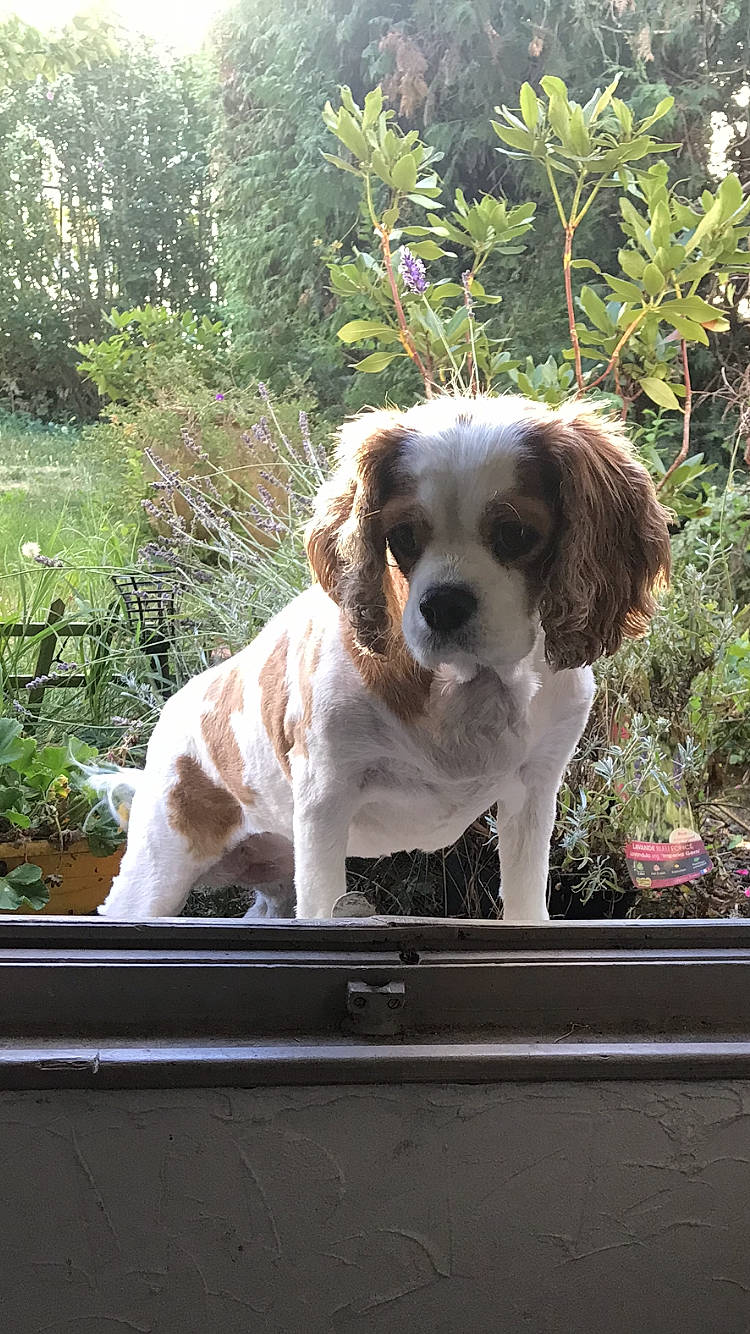 Indy participe au concours pour gagner de l'argent avec cette photo : canidae, carnivore, cavalier_king_charles_spaniel, chair, companion_dog, dog, dog_breed, fawn, gun_dog, king_charles_spaniel, mammal, plant, snout, spaniel, sporting_group, toy_dog, tree, vehicle_door, vertebrate, window