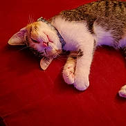 Pumpkin is registered to the contest to win money with this photo: cat, kitten, sleeping, collar, pet, feline, fur, whiskers, paw, couch, red_couch, indoor, cute, domestic_animal, relaxation, resting, animal, cozy, soft, closeup