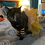 Peppa joined the competition — help win amazing prizes! animal, bed, blanket, cat, chair, costume, cozy, curtains, furniture, home, indoors, lamp, laptop, pet, soft_lighting, striped_leg_warmers, textile, tortoiseshell_cat, wooden_headboard, yellow_tutu