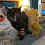 animal, bed, blanket, cat, chair, costume, cozy, curtains, furniture, home, indoors, lamp, laptop, pet, soft_lighting, striped_leg_warmers, textile, tortoiseshell_cat, wooden_headboard, yellow_tutu