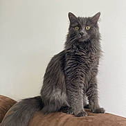 Bleue a rejoint le concours — aidez-le/la à gagner de superbes lots ! cat, gray_cat, fluffy_fur, sitting, alert, yellow_eyes, indoor, couch, brown_couch, pet, animal, feline, long_tail, whiskers, fur_texture, domestic_cat, portrait, household, clean_background, calm