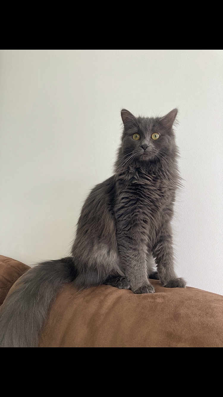 Bleue a rejoint le concours — aidez-le/la à gagner de superbes lots ! cat, gray_cat, fluffy_fur, sitting, alert, yellow_eyes, indoor, couch, brown_couch, pet, animal, feline, long_tail, whiskers, fur_texture, domestic_cat, portrait, household, clean_background, calm