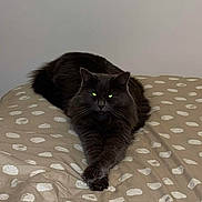 Bleue participe au concours pour gagner de l'argent avec cette photo : animal, bed, bedding, black_cat, cat, claws, cozy, cute, domestic_animal, eyes, feline, fur, indoor, paw, pet, polka_dot, relaxed, resting, sleeping_area, whiskers