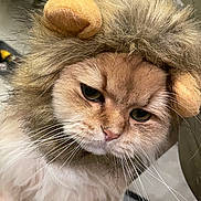Cake is registered to the contest to win money with this photo: cat, costume, lion_mane, whiskers, fur, close_up, pet, animal, cute, fluffy, indoor, face, portrait, serious, feline, adorable, soft, domestic_cat, headgear, funny