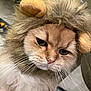 cat, costume, lion_mane, whiskers, fur, close_up, pet, animal, cute, fluffy, indoor, face, portrait, serious, feline, adorable, soft, domestic_cat, headgear, funny