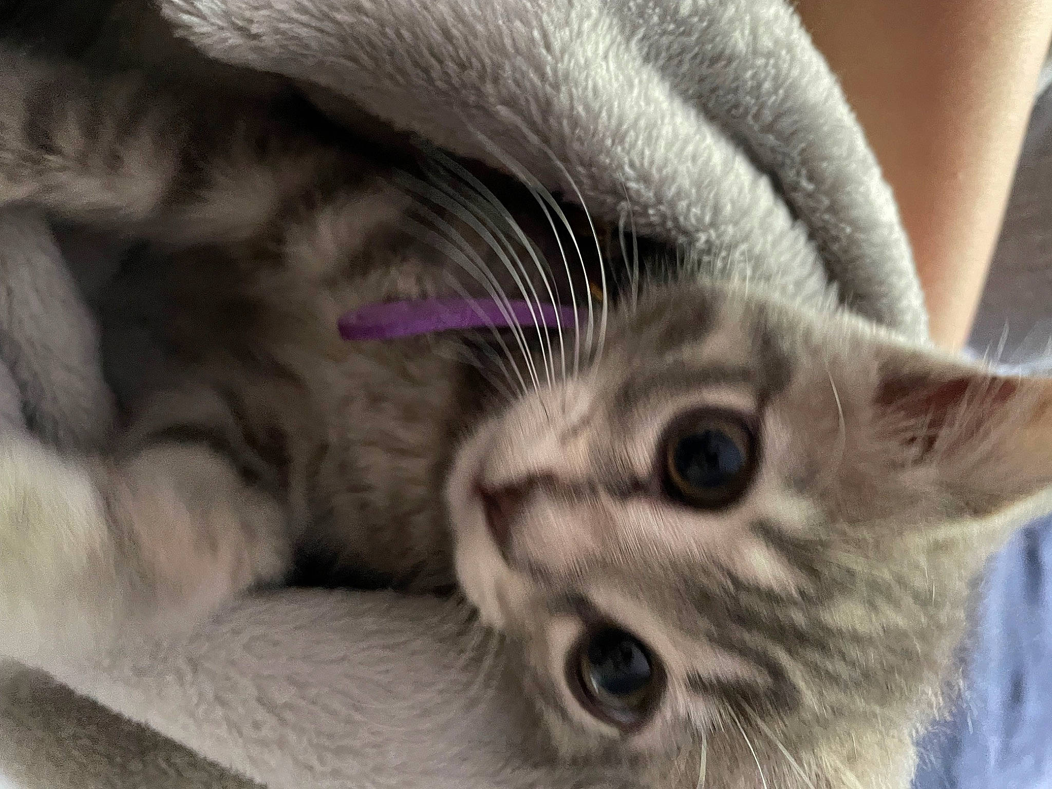 Luna joined the competition — help win amazing prizes! carnivore, cat, claw, domestic_short_haired_cat, ear, eye, eyelash, fawn, felidae, fur, head, iris, macro_photography, paw, small_to_medium_sized_cats, snout, whiskers, wildlife, wrinkle