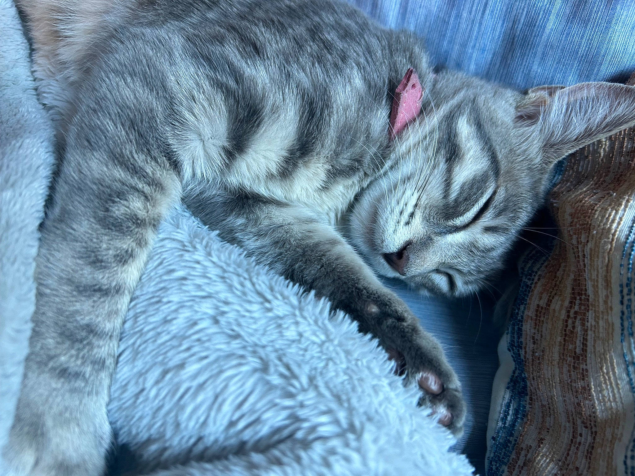 Luna joined the competition — help win amazing prizes! carnivore, cat, claw, close_up, comfort, domestic_short_haired_cat, electric_blue, felidae, fur, grey, linens, nap, pattern, paw, small_to_medium_sized_cats, snout, tail, terrestrial_animal, textile, whiskers