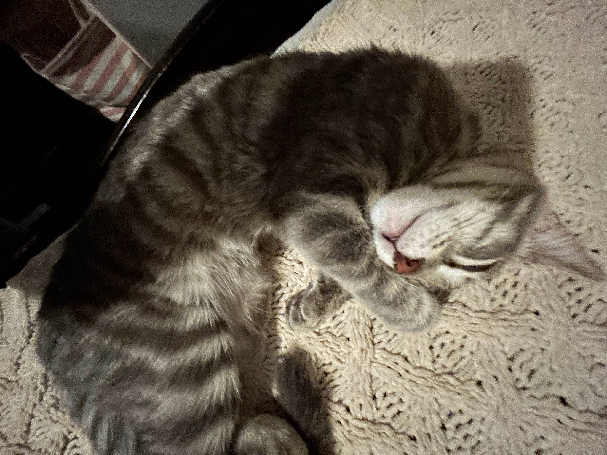 Luna joined the competition — help win amazing prizes! carnivore, cat, claw, comfort, domestic_short_haired_cat, felidae, foot, fur, grey, nap, paw, small_to_medium_sized_cats, snout, tableware, tail, whiskers, wood