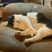 Moo Kitty joined the competition — help win amazing prizes! animal, black_and_white, cat, comfortable, couch, cozy, cute, domestic_animal, feline, fur, home, indoor, lazy, paw, pet, relaxed, resting, sleeping, soft, whiskers