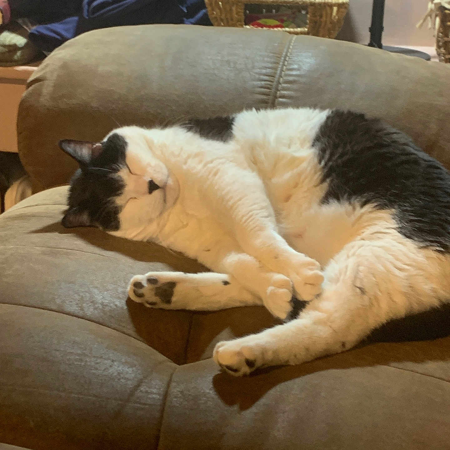 Moo Kitty