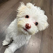 Oak joined the competition — help win amazing prizes! dog, puppy, white_dog, fluffy, pet, indoor, hardwood_floor, curious, head_tilt, close_up, nose, eyes, fur, paws, domestic_animal, adorable, young, small_dog, portrait, floor