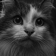 Snowbell participe au concours pour gagner de l'argent avec cette photo : animal, black_and_white, cat, close_up, cute, detailed, ears, eyes, face, feline, fur, macro, mustache, muzzle, nose, pet, portrait, soft, water_droplets, whiskers