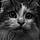 Snowbell
