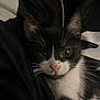 Queso is registered to the contest to win money with this photo: kitten, cat, black_and_white, whiskers, close_up, pet, animal, feline, young, cute, fur, indoor, cozy, resting, portrait, eyes, pink_nose, soft_light, dark_background, curious