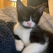 Queso is registered to the contest to win money with this photo: kitten, cat, black_and_white, pet, animal, feline, indoor, blanket, cozy, lamp, soft_lighting, close_up, cute, whiskers, paw, resting, fur, domestic, comfortable, young