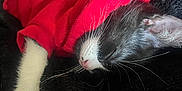 Queso joined the competition — help win amazing prizes! kitten, cat, sleeping, red_hoodie, black_and_white, furry, whiskers, pet, animal, cozy, blanket, soft, cute, nap, resting, fur, indoor, close_up, adorable, young_cat