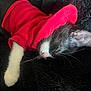 kitten, cat, sleeping, red_hoodie, black_and_white, furry, whiskers, pet, animal, cozy, blanket, soft, cute, nap, resting, fur, indoor, close_up, adorable, young_cat