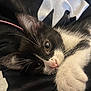 kitten, cat, black_and_white, close_up, fur, whiskers, pet, animal, sleepy, cute, paw, nose, eye, relaxed, domestic_animal, indoor, soft, texture, resting, cozy