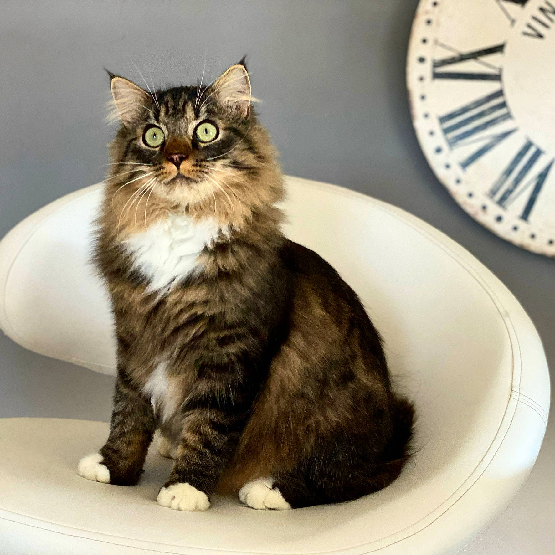 Paco a rejoint le concours — aidez-le/la à gagner de superbes lots ! box, carnivore, cat, claw, clock, dishware, domestic_short_haired_cat, eye, felidae, fur, home_accessories, paw, plate, serveware, sitting, small_to_medium_sized_cats, snout, tail, terrestrial_animal, whiskers