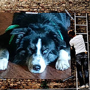 Gizmo is registered to the contest to win money with this photo: blue_eye, brick_wall, close_up, decorating, dog, dog_face, hardwood_floor, installation, jeans, ladder, man, mural, paws, pet, poster, tape, taped_poster, tshirt, urban, wall_art