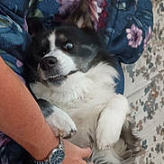 Gizmo joined the competition — help win amazing prizes! dog, black_and_white, paw, person, watch, hand, floral_pattern, fabric, fur, lying_down, expression, startled, teeth, indoor, close_up, pet, animal, couch, human, holding