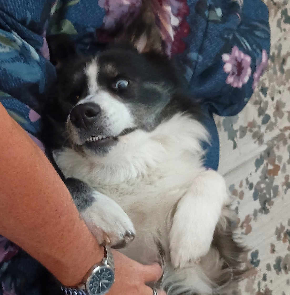 Gizmo