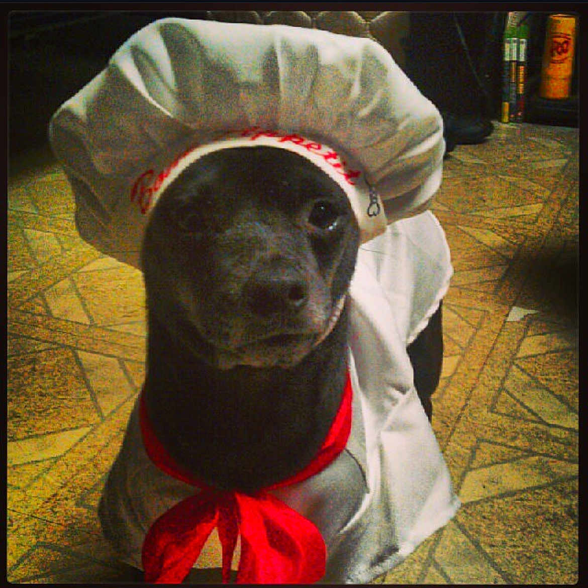 Peanut joined the competition — help win amazing prizes! adorable, animal, black_dog, chef_hat, closeup, costume, cute, dog, domestic_animal, floor, funny, headgear, indoor, looking_at_camera, pet, pet_costume, portrait, red_scarf, sitting, tile_floor
