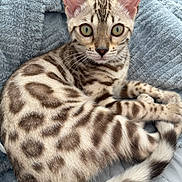 Bagheera a rejoint le concours — aidez-le/la à gagner de superbes lots ! cat, kitten, bengal_cat, feline, pet, animal, fur_pattern, green_eyes, whiskers, tail, paws, blanket, cozy, indoor, cute, relaxed, resting, soft_texture, closeup, portrait