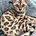 Bagheera