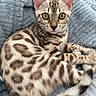 cat, kitten, bengal_cat, feline, pet, animal, fur_pattern, green_eyes, whiskers, tail, paws, blanket, cozy, indoor, cute, relaxed, resting, soft_texture, closeup, portrait