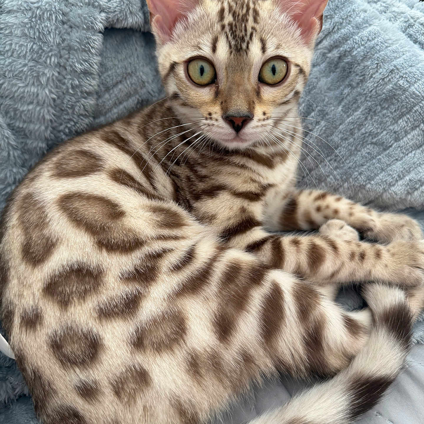 Bagheera
