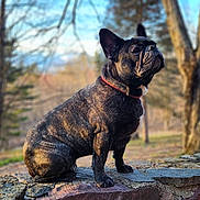 Moose joined the competition — help win amazing prizes! animal, background_blur, brindle, canine, collar, daylight, dog, ears, french_bulldog, fur, grass, nature, outdoor, pet, portrait, profile, sitting, snout, stone_wall, tree