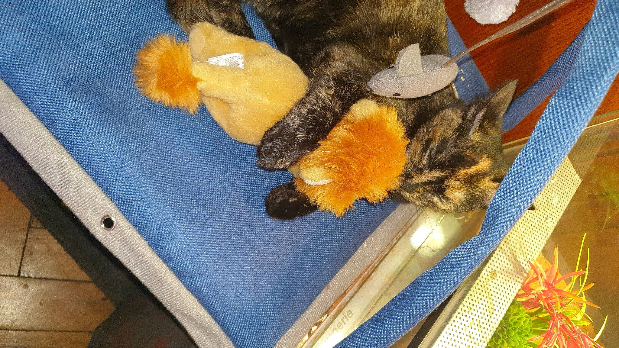 Mia participe au concours pour gagner de l'argent avec cette photo : brown, carnivore, companion_dog, dog_breed, electric_blue, felidae, fur, hardwood, linens, mammal, natural_material, pattern, plant, rectangle, small_to_medium_sized_cats, tail, textile, vertebrate, wood, wool