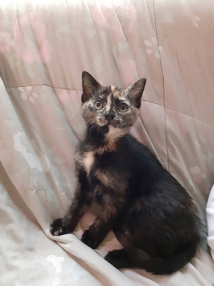 Mia participe au concours pour gagner de l'argent avec cette photo : black_cat, carnivore, cat, cat_supply, claw, comfort, domestic_short_haired_cat, felidae, foot, fur, grey, paw, pet_supply, sitting, small_to_medium_sized_cats, tail, terrestrial_animal, whiskers, window