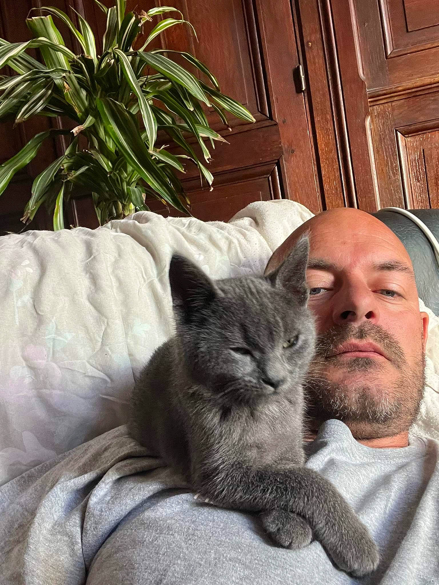 Choupi participe au concours pour gagner de l'argent avec cette photo : beard, carnivore, cat, claw, comfort, couch, domestic_short_haired_cat, door, ear, felidae, fur, grey, houseplant, plant, russian_blue, sitting, small_to_medium_sized_cats, snout, whiskers, window