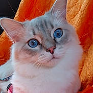 Umizora participe au concours pour gagner de l'argent avec cette photo : abyssinian, angora, animal, blanket, cat, citrusfruit, couch, face, food, fruit, furniture, head, kitten, manx, person, pet, photography, portrait, siamese, white