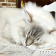 Umi participe au concours pour gagner de l'argent avec cette photo : cat, sleeping, fluffy, white_fur, pet, animal, indoors, nap, relaxed, closed_eyes, whiskers, ears, face, portrait, tablecloth, patterned_surface, home, brick_wall, furniture, peaceful