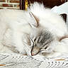cat, sleeping, fluffy, white_fur, pet, animal, indoors, nap, relaxed, closed_eyes, whiskers, ears, face, portrait, tablecloth, patterned_surface, home, brick_wall, furniture, peaceful