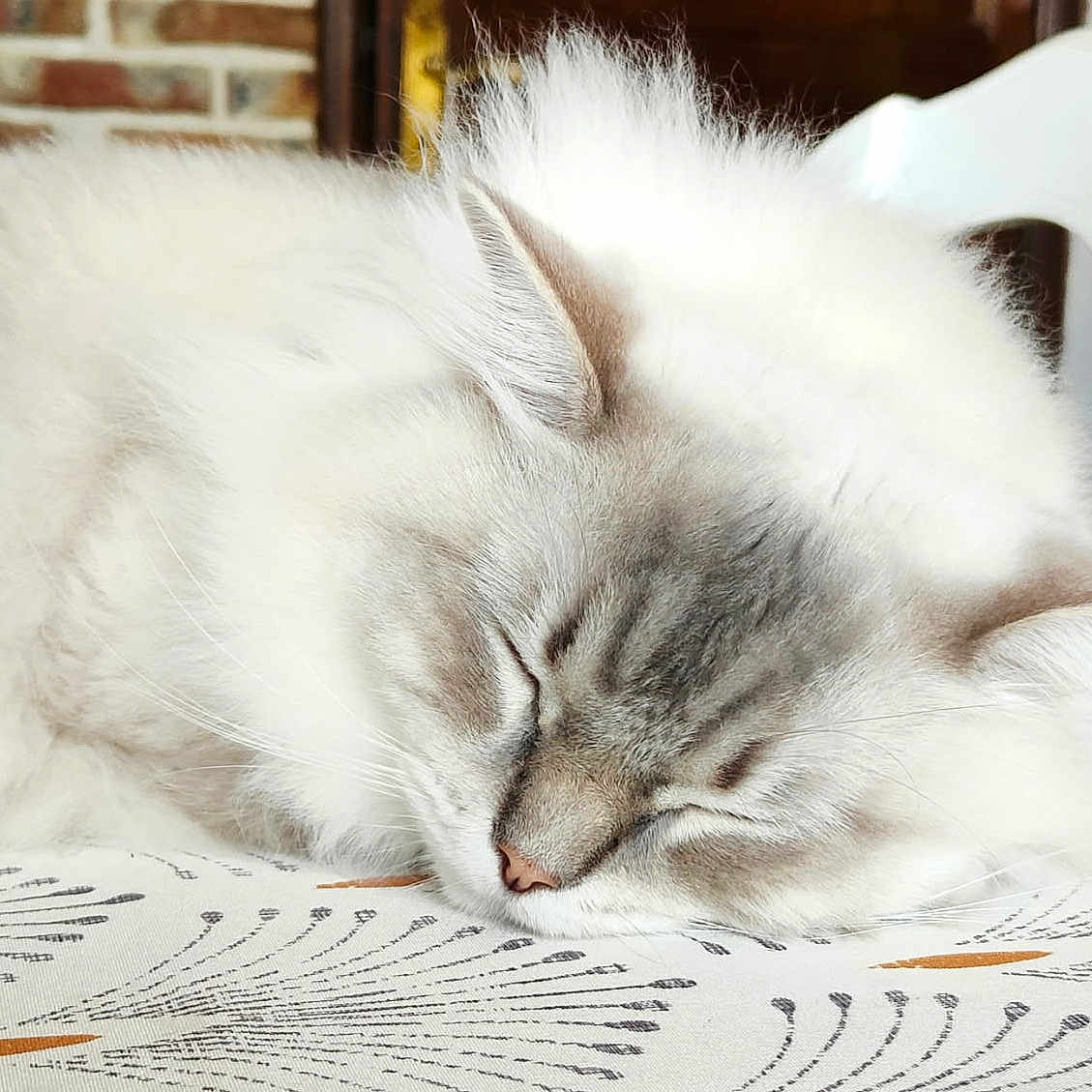 Umi participe au concours pour gagner de l'argent avec cette photo : cat, sleeping, fluffy, white_fur, pet, animal, indoors, nap, relaxed, closed_eyes, whiskers, ears, face, portrait, tablecloth, patterned_surface, home, brick_wall, furniture, peaceful