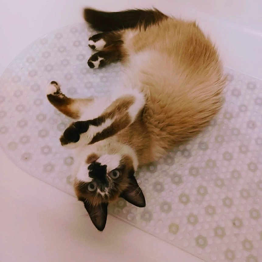 Elizabeth Nation joined the competition — help win amazing prizes! animal, bathroom, bathtub, black, brown, cat, curious, ears, fur, indoor, mat, paws, pet, playful, relaxed, siamese, tail, upside_down, whiskers, white