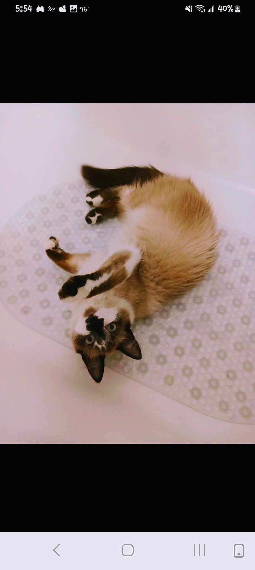 Elizabeth Nation joined the competition — help win amazing prizes! cat, siamese, bathroom, bathtub, mat, upside_down, fur, paws, curious, pet, animal, indoor, relaxed, playful, whiskers, ears, tail, white, brown, black