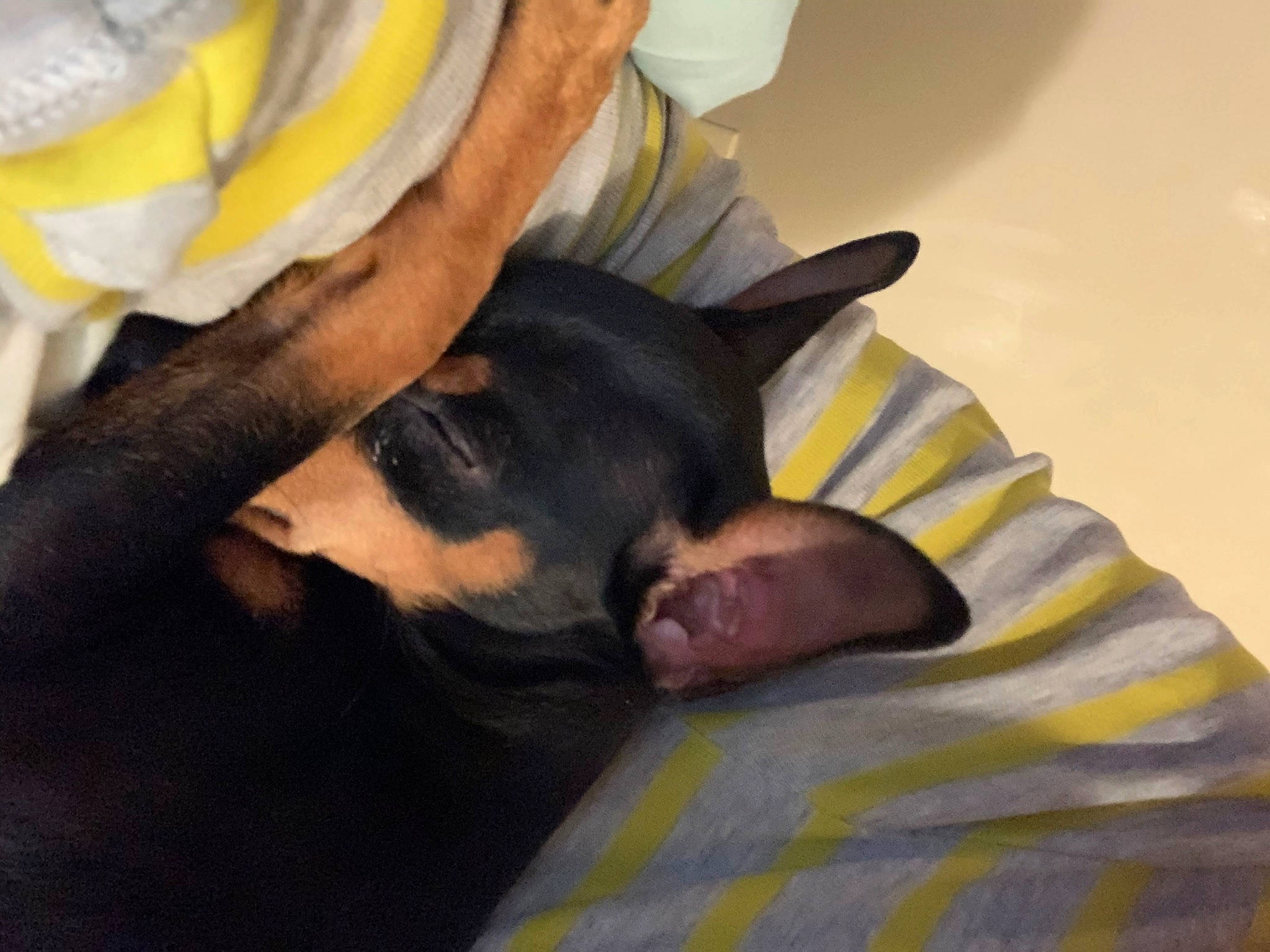 Harley Horton joined the competition — help win amazing prizes! canidae, carnivore, companion_dog, dobermann, dog, dog_breed, ear, fawn, guard_dog, miniature_pinscher, nap, pinscher, sleep, toy_dog