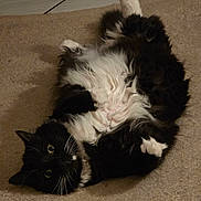 Gracie is registered to the contest to win money with this photo: animal, black_and_white, carpet, cat, curious, cute, domestic, eyes, floor, fluffy, fur, indoor, lying_down, mammal, paws, pet, playful, relaxed, resting, whiskers