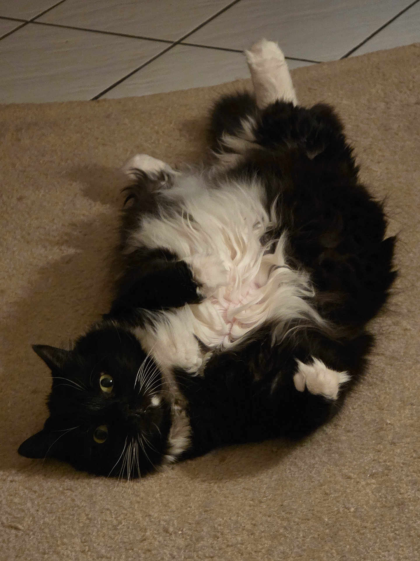 Gracie