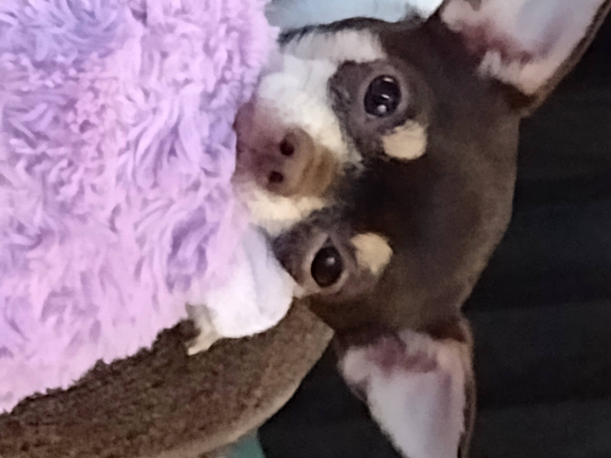 Clover Josephine is registered to the contest to win money with this photo: canidae, carnivore, companion_dog, dog, dog_breed, fawn, felidae, fur, magenta, pattern, paw, snout, stuffed_toy, tail, terrestrial_animal, toy, toy_dog, whiskers, wool, working_animal