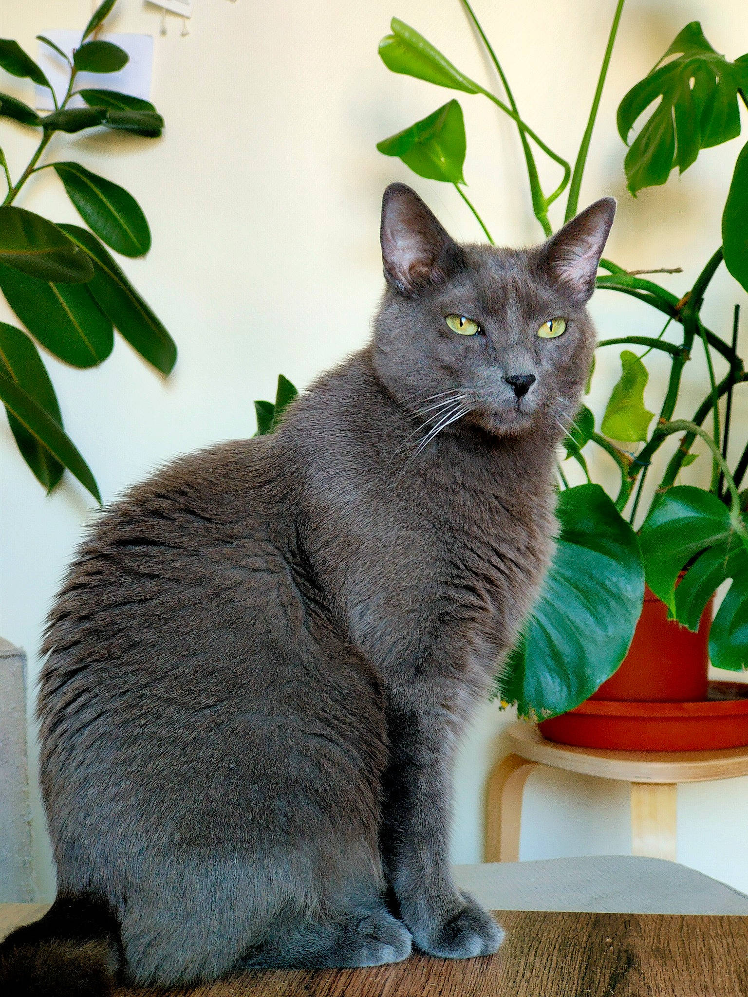 Neiji participe au concours pour gagner de l'argent avec cette photo : carnivore, cat, domestic_short_haired_cat, felidae, flowerpot, fur, herb, houseplant, plant, russian_blue, small_to_medium_sized_cats, snout, tail, terrestrial_animal, vertebrate, whiskers, window