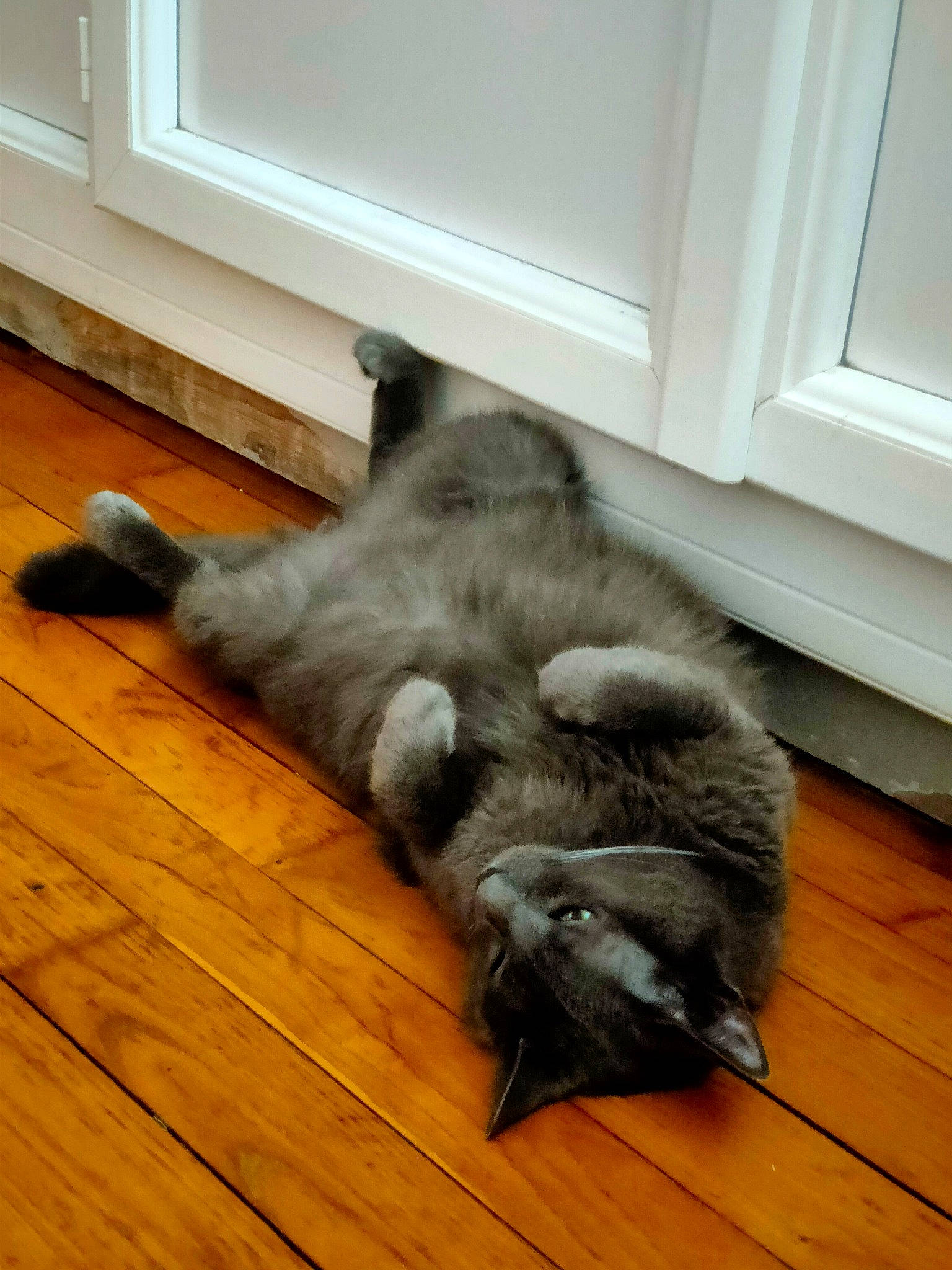 Neiji a rejoint le concours — aidez-le/la à gagner de superbes lots ! carnivore, cat, comfort, door_mat, felidae, floor, flooring, fur, hardwood, laminate_flooring, plank, plywood, small_to_medium_sized_cats, tail, varnish, whiskers, window, wood, wood_flooring, wood_stain